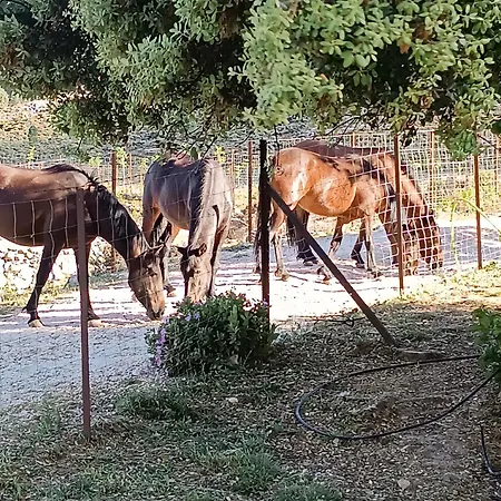 Guadalupe De La Fuenfria Country house